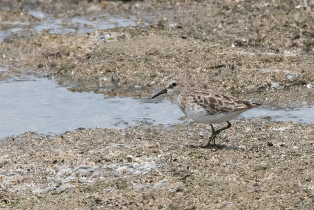 Least Sandpiper