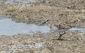 Least Sandpiper