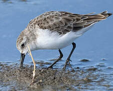 Little Stint