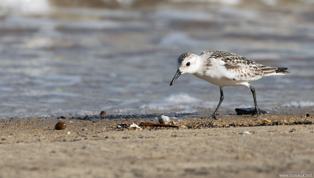 Bécasseau sanderling