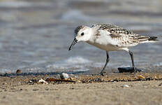 Bécasseau sanderling