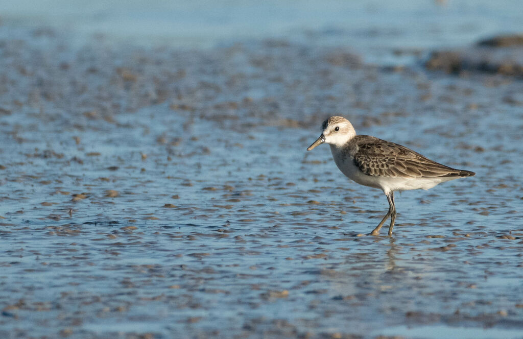 Semipalmated Sandpiper