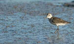 Semipalmated Sandpiper