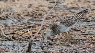 Pectoral Sandpiper