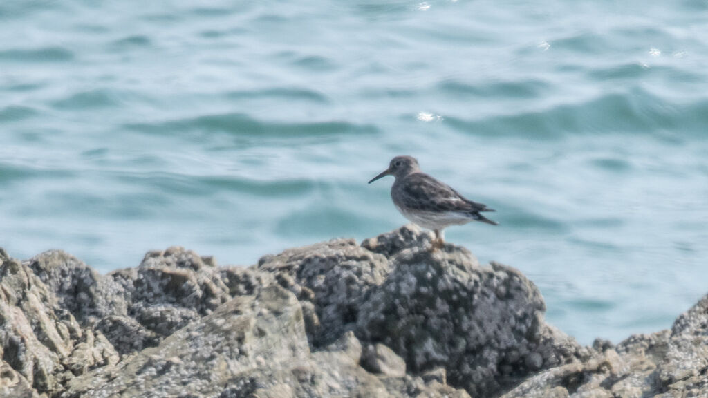 Purple Sandpiper