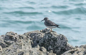 Purple Sandpiper