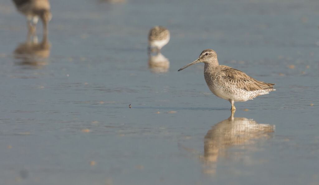 Short-billed Dowitcher