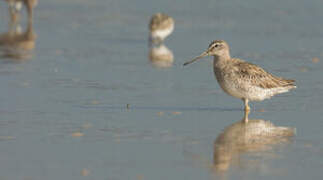 Short-billed Dowitcher