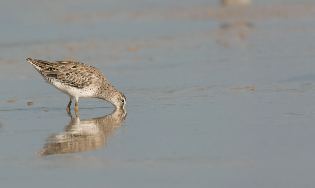 Short-billed Dowitcher