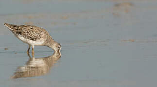 Short-billed Dowitcher