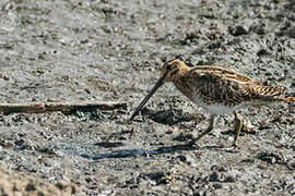 African Snipe