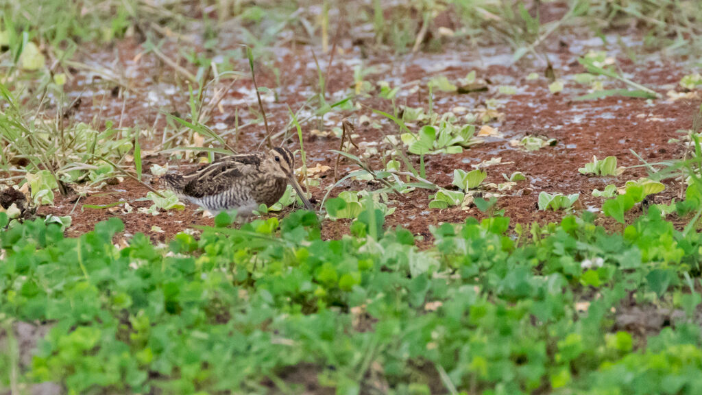 Common Snipe