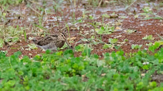 Common Snipe