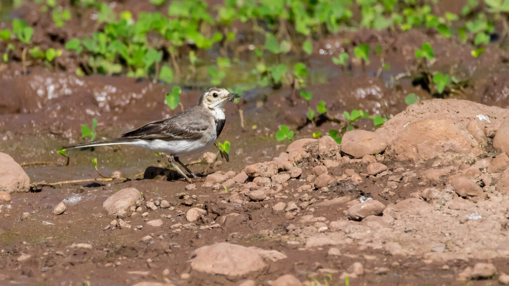 White Wagtail