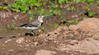 White Wagtail