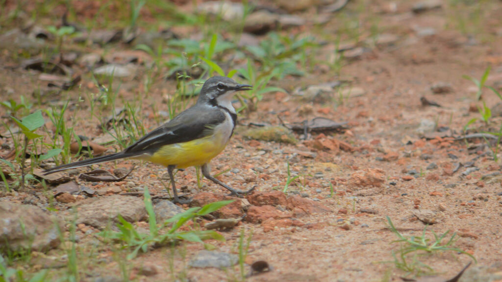 Madagascar Wagtail