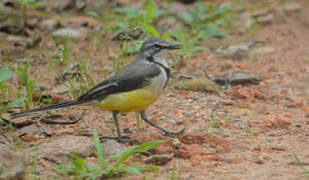 Madagascar Wagtail