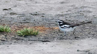 African Pied Wagtail