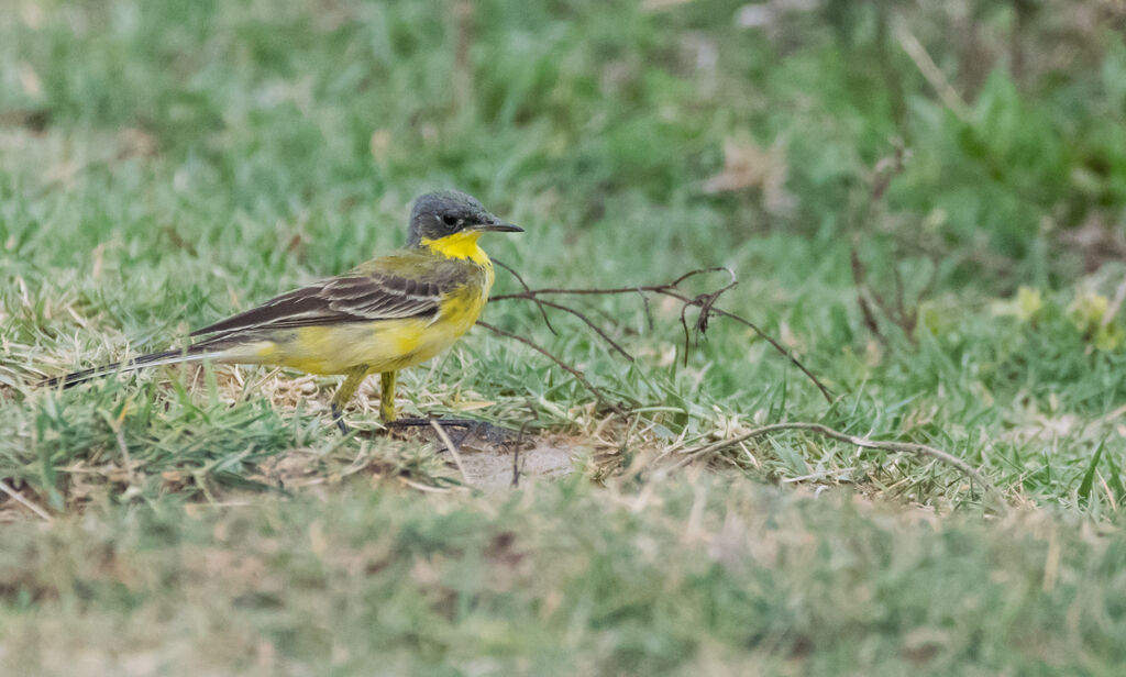 Western Yellow Wagtail male