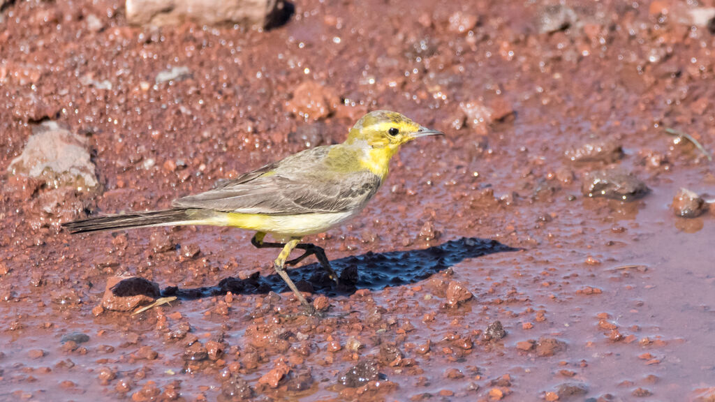 Western Yellow Wagtail