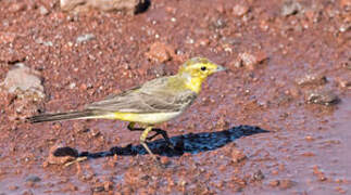 Western Yellow Wagtail