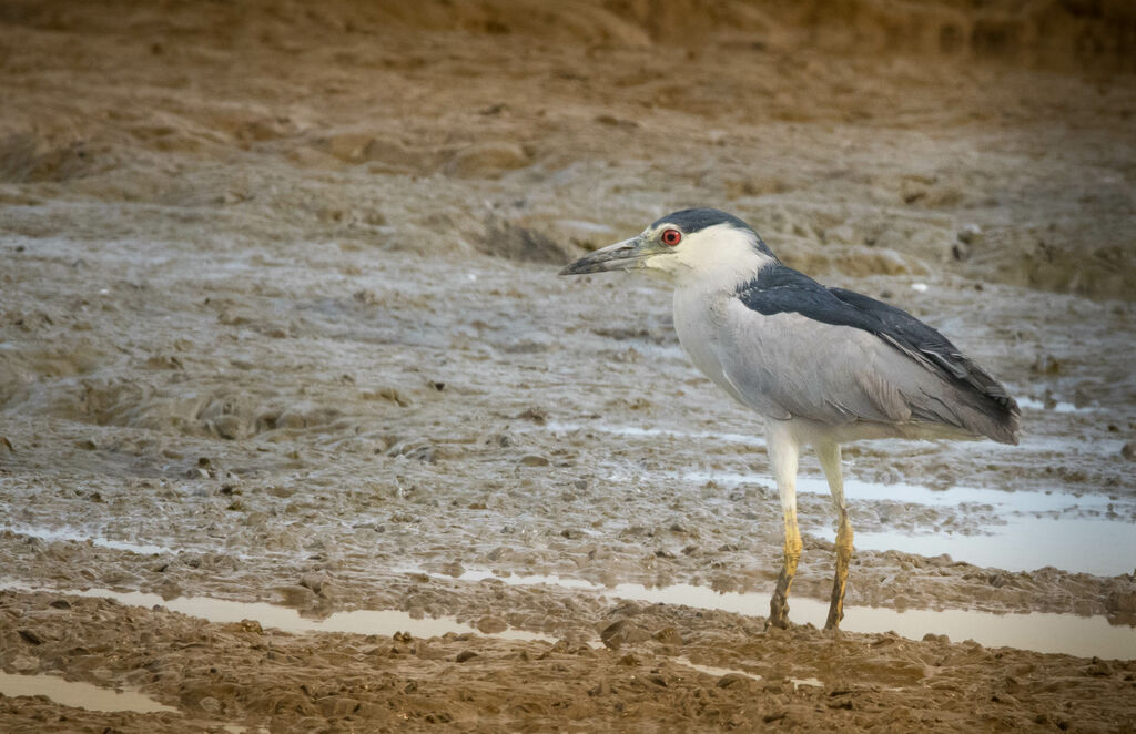 Black-crowned Night Heron