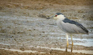 Black-crowned Night Heron