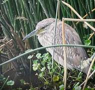 Black-crowned Night Heron