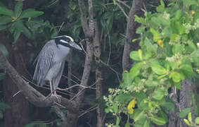 Yellow-crowned Night Heron