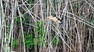 Little Bittern