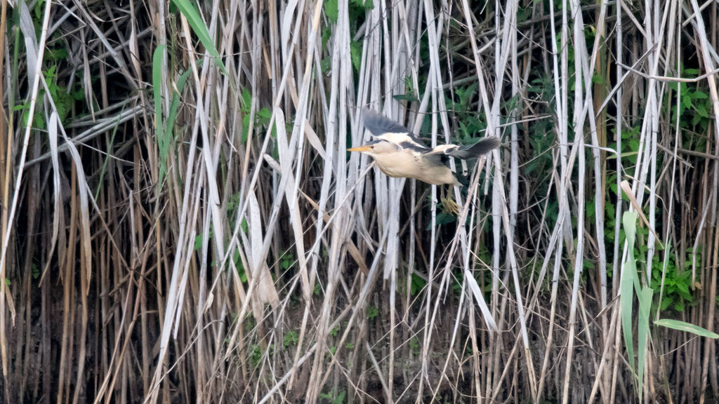 Little Bittern