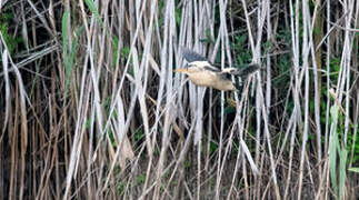 Little Bittern