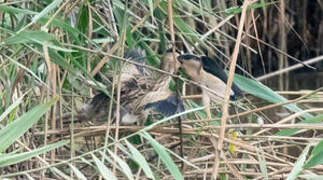 Little Bittern