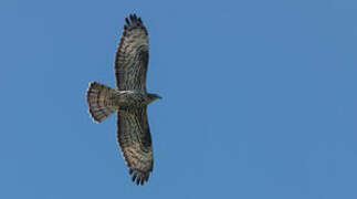 European Honey Buzzard