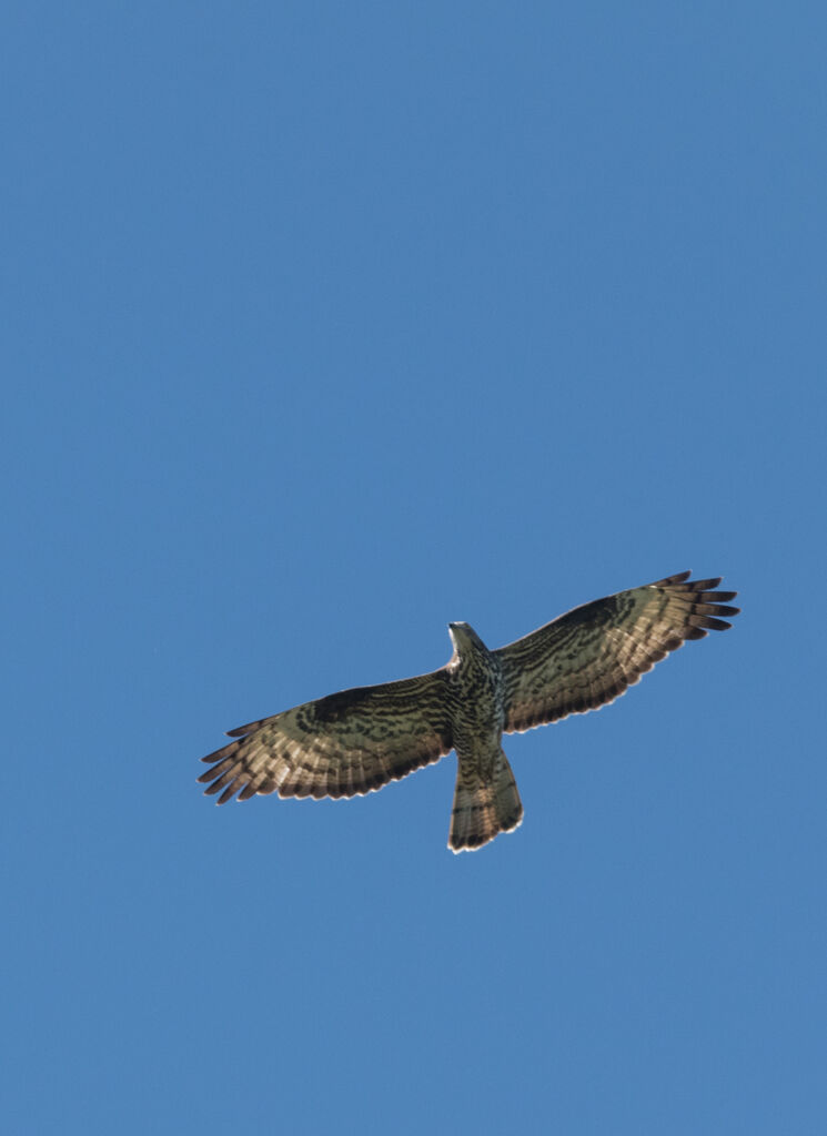 European Honey Buzzard