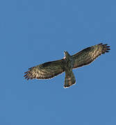 European Honey Buzzard