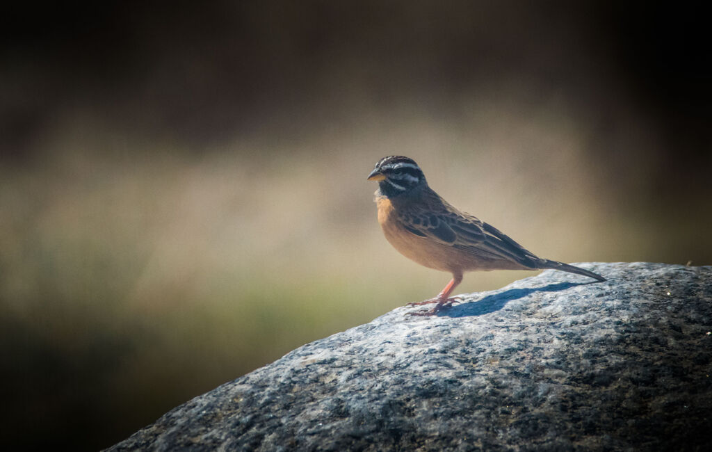 Cinnamon-breasted Bunting