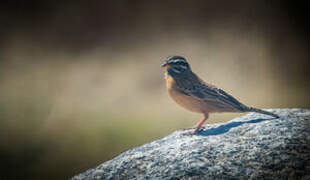 Cinnamon-breasted Bunting