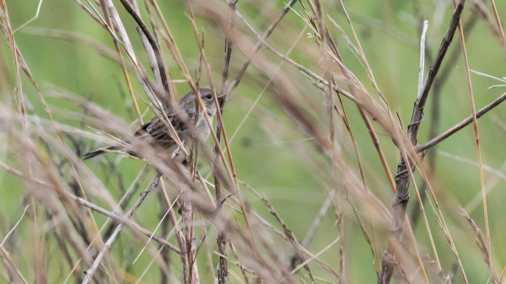 Grassland Sparrow