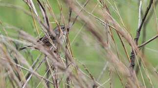 Grassland Sparrow