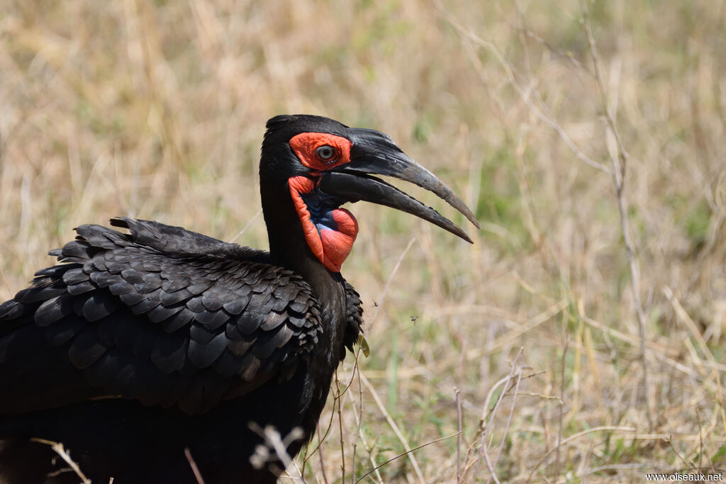 Southern Ground Hornbill