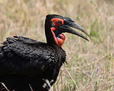 Southern Ground Hornbill