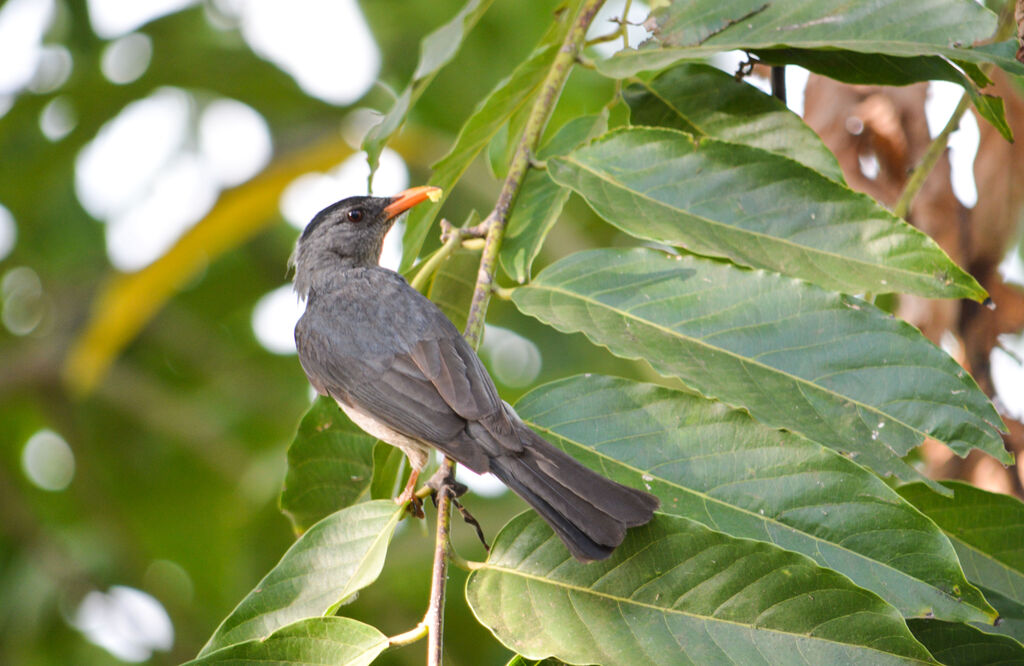 Bulbul de Madagascar