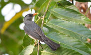 Bulbul de Madagascar