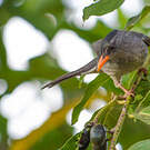 Bulbul de Madagascar