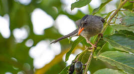 Bulbul de Madagascar