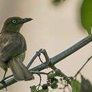 Bulbul importun