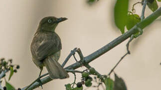 Sombre Greenbul