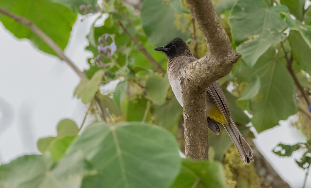 Dark-capped Bulbul