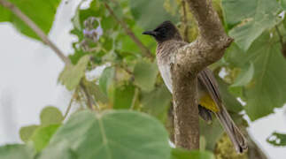 Dark-capped Bulbul